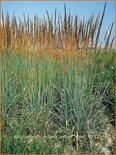 Sorghastrum nutans &#39;Indian Steel&#39;