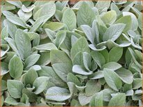 Stachys byzantina &#39;Big Ears&#39;