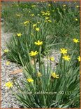 Sisyrinchium californicum