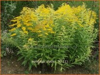 Solidago 'Ducky'