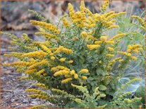 Solidago 'Golden Dwarf'