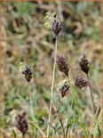 Sesleria caerulea