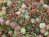 Sempervivum &#39;Silberkarneol&#39;