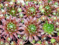 Sempervivum &#39;Silberkarneol&#39;