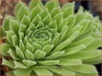 Sempervivum &#39;Godaert&#39;