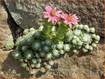 Sempervivum arachnoideum