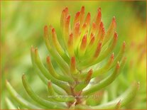 Sedum reflexum &#39;Angelina&#39;