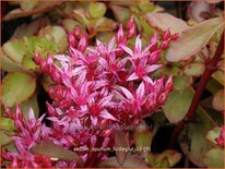 Sedum spurium 'Fuldaglut'