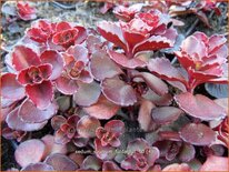 Sedum spurium 'Fuldaglut'