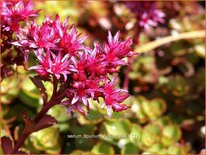 Sedum spurium 'Fuldaglut'