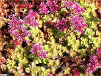 Sedum spurium 'Fuldaglut'