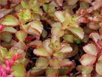 Sedum spurium 'Fuldaglut'