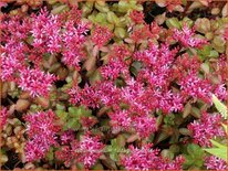 Sedum spurium 'Fuldaglut'