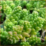 Sedum lydium