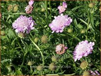 Scabiosa columbaria &#39;Pink Mist&#39;