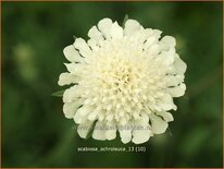 Scabiosa ochroleuca