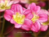 Saxifraga &#39;Pixie Rose&#39;