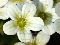 Saxifraga &#39;Pixie White&#39;