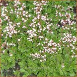 Saxifraga urbium