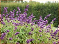 Salvia verticillata &#39;Purple Rain&#39;