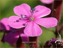 Saponaria ocymoides