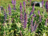 Salvia nemorosa &#39;Lubeca&#39;