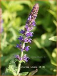 Salvia nemorosa &#39;Lubeca&#39;