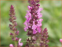 Salvia nemorosa &#39;Pink Friesland&#39;