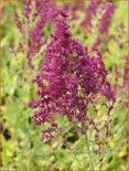 Salvia nemorosa &#39;Schwellenburg&#39;