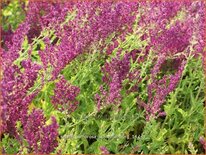 Salvia nemorosa &#39;Schwellenburg&#39;