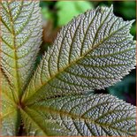 Rodgersia henrici