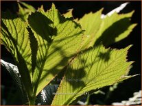 Rodgersia henrici