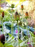 Rudbeckia occidentalis &#39;Green Wizard&#39;