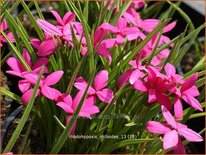 Rhodohypoxis milloides