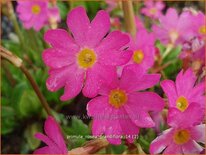 Primula rosea &#39;Grandiflora&#39;