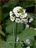 Primula japonica &#39;Alba&#39;