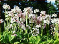 Primula japonica &#39;Apple Blossom&#39;