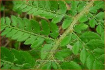 Polystichum setiferum