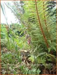 Polystichum setiferum &#39;Proliferum&#39;