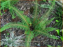 Polystichum setiferum &#39;Proliferum&#39;