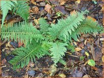 Polystichum setiferum &#39;Proliferum&#39;