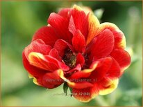 Potentilla 'Emilie'