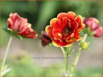 Potentilla 'Emilie'