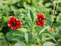 Potentilla 'Emilie'