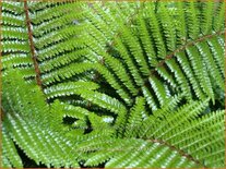 Polystichum aculeatum