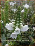 Physostegia virginiana &#39;Crystal Peak White&#39;