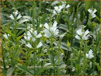 Physostegia virginiana &#39;Summer Snow&#39;