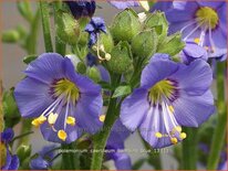 Polemonium caeruleum &#39;Bambino Blue&#39;