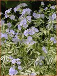 Polemonium caeruleum &#39;Brise d&#39;Anjou&#39;