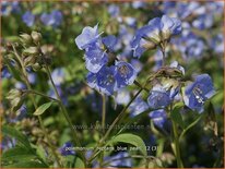 Polemonium reptans 'Blue Pearl'